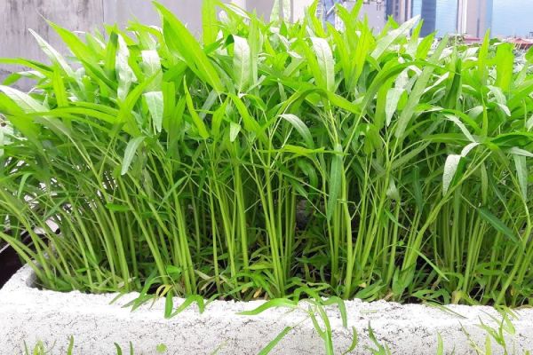 sau khi nâng mũi không nên ăn gì